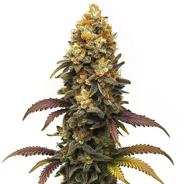 sour diesel australia