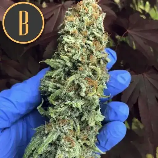 BC Diesel - Image 2