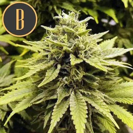 BC Diesel - Image 3