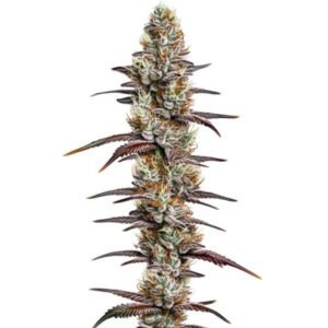 Banana Sherbet