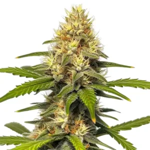 Banana Split