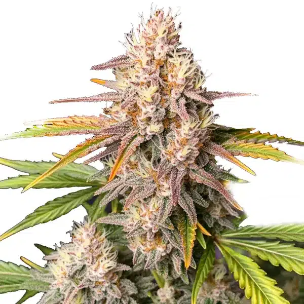 Bc God Bud Regular