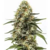 Big Bud Auto