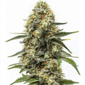 Big Bud Auto