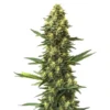 Big Bud Fast Version