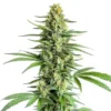 Big Bud Regular