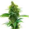 Big Jack Widow Auto
