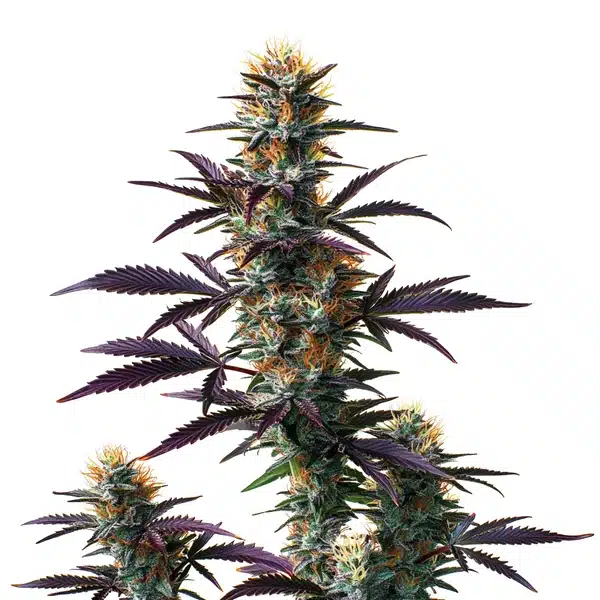 Black Domina Auto