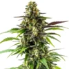 Black Jack