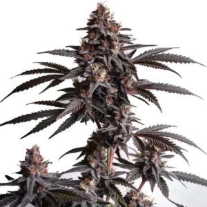 Blood Diamond OG