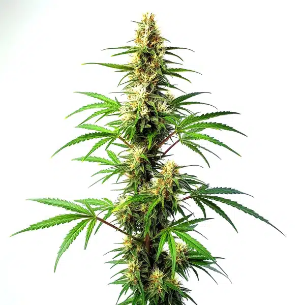 Blue Amnesia Auto