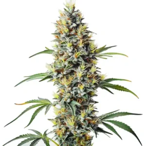 Blue Amnesia Regular