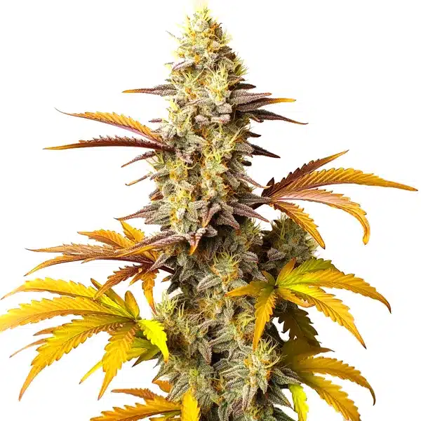 Blue Cheese Autoflower
