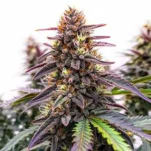 Blue Colombian Kush