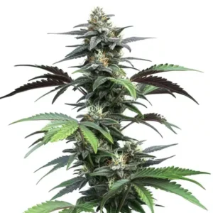 Blue Fruit Auto