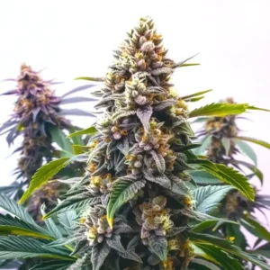 Blue Moonrock