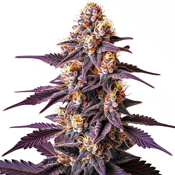 Blueberry x Big Devil Auto