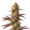 Blueberry x Jack Herer Auto