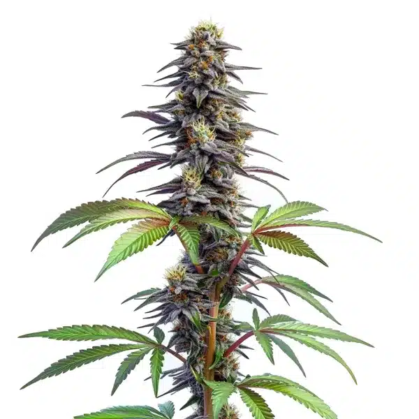 Blueberry x Lemon Haze Auto