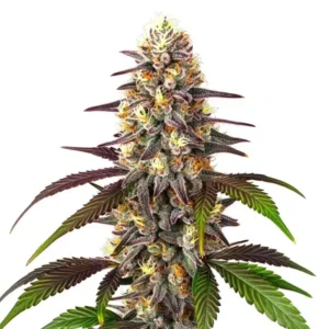 Blueberry x Mazar Auto