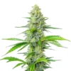Blueberry x White Widow
