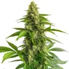 autoflower-seeds-australia-ak-auto