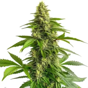 autoflower-seeds-australia-ak-auto