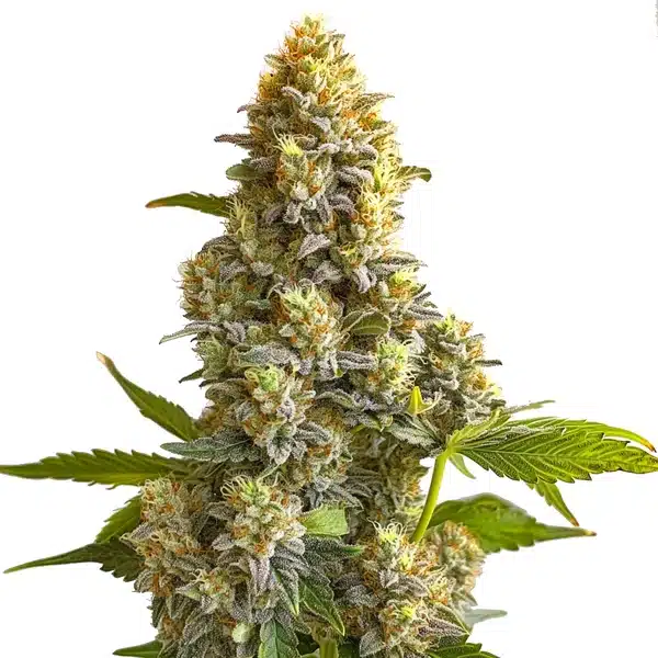 Bruce Banner Autoflower