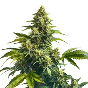 Bruce Banner x Carmen