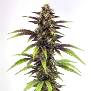 Bruce Banner x Do-Si-Dos