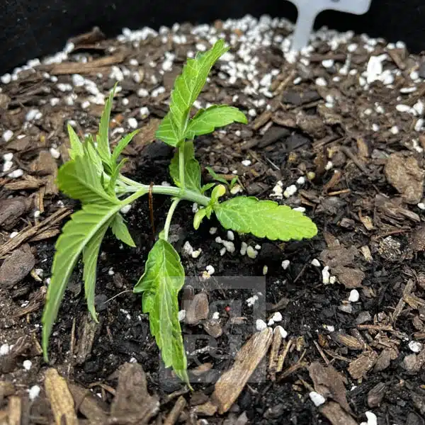 Bubba Kush Autoflower - Image 4
