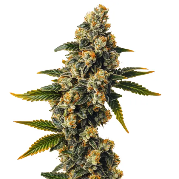 Bubba Kush Autoflower