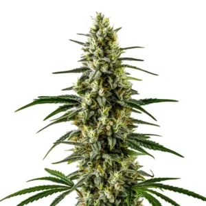 C99 x Early Skunk