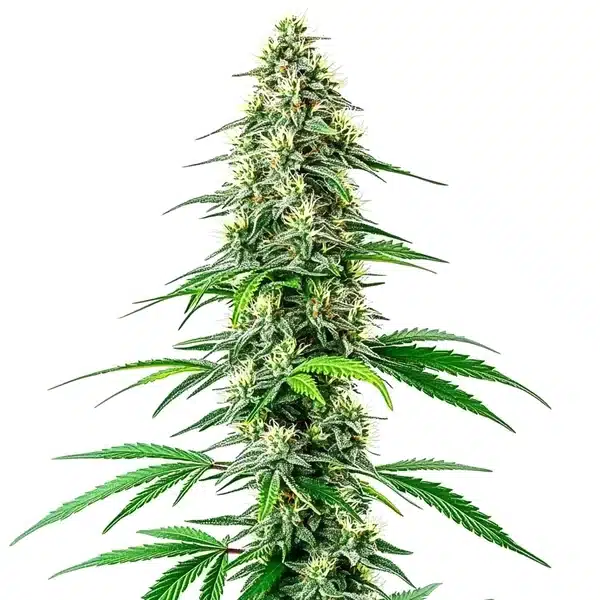 CBD Black Diesel (1:1)