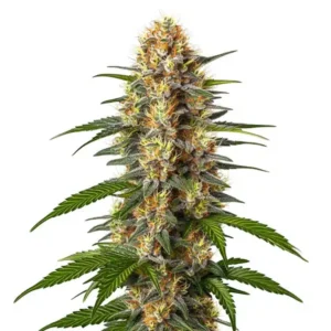 CBD Black Domina (1:1)