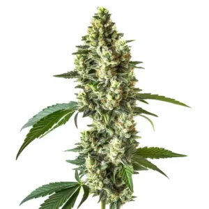 Blueberry CBD (1:1)