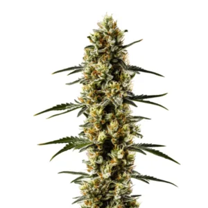 Candida CBD