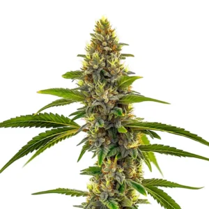 CBD Candyland