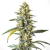 CBD Cheese (1:1)