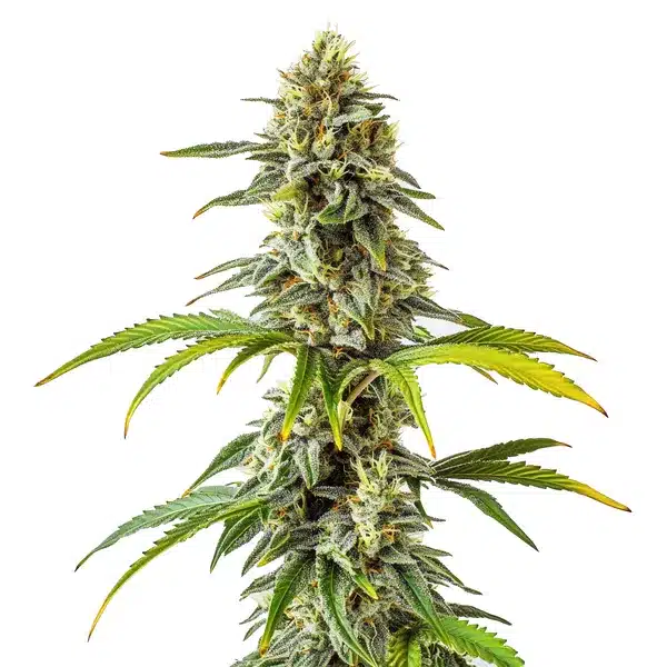 CBD Cream Cheese (1:1)