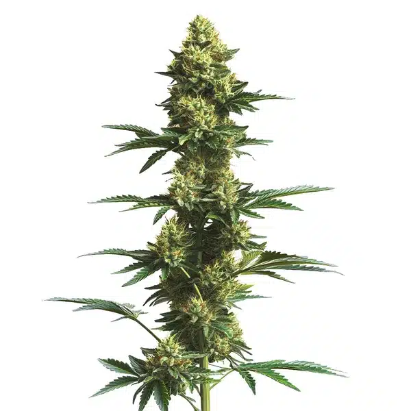 CBD Fruit (1:25)