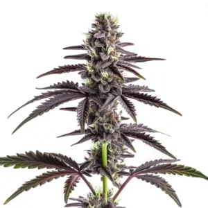 CBD Grape Pie (1:15)