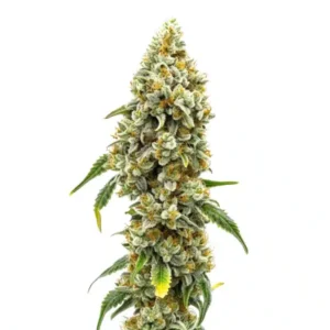Harlequin CBD (1:18)