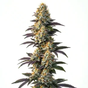 Infinity CBD (1:20)