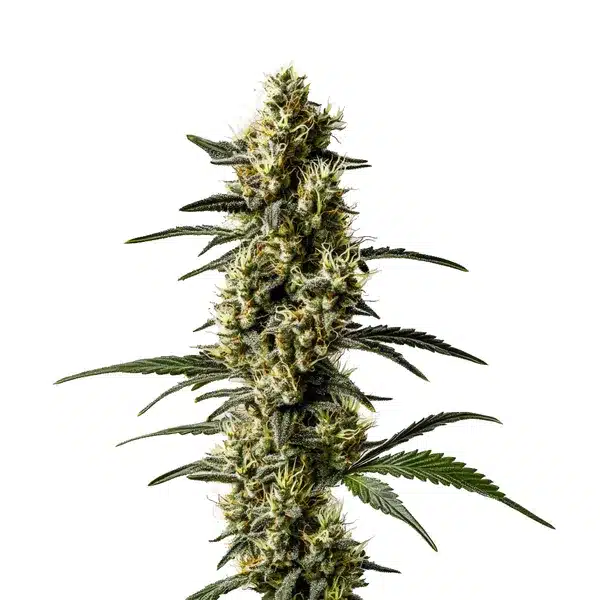 Jack Herer CBD (1:1)