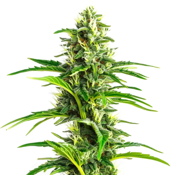 CBD Ratio 1:30