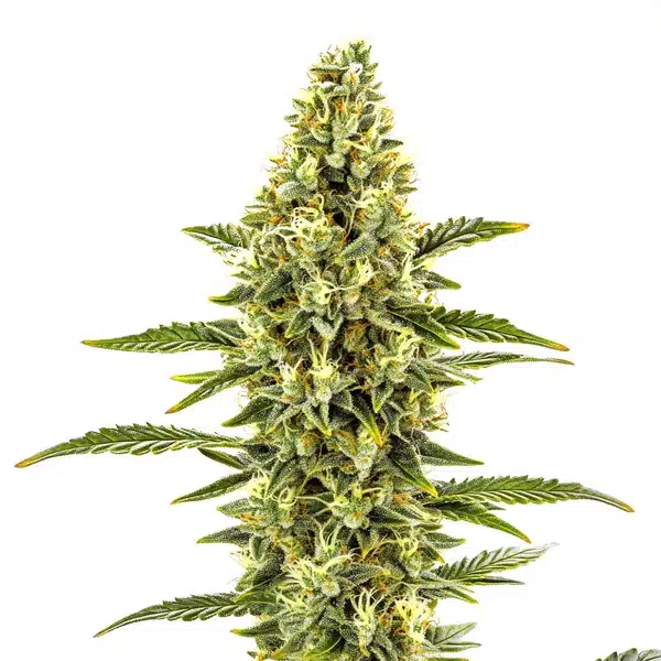 CBD Shishkaberry x Candida (1:2)