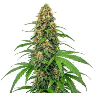 CBD Sour Tangie (1:25)