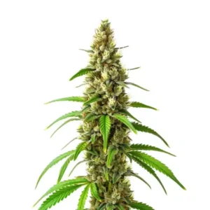 CBD Stephen Hawking Kush