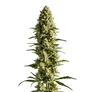 CBD Super Kush (1:25)